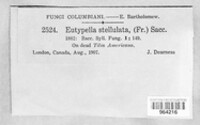 Eutypella stellulata image